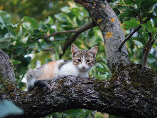 a stray cat is hiding or sleeping in a tree