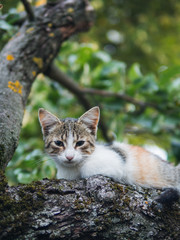 a stray cat is hiding or sleeping in a tree