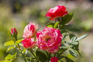 roses in the garden