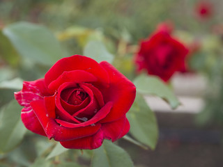 Red roses on the bush