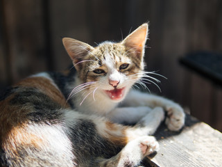 portrait of a stray cat