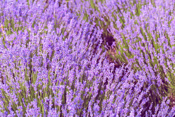 Naklejka na ściany i meble Lavender Field in the summer