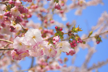 桜　春　素材