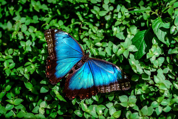 Blue Morpho butterfly on a green leaves
