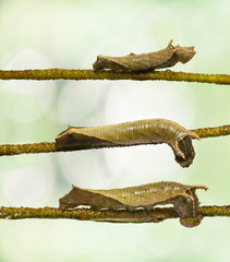 Obraz premium Caterpillar of common lascar butterfly ( Pantoporia hordonia ) eating leaf