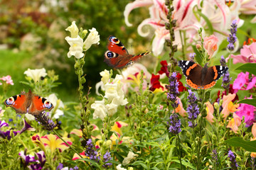 Schmetterling 507