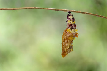 Naklejka premium Chrysalis of Leopard lacewing butterfly ( Cethosia cyane euanthes ) after molting from caterpillar hanging on twig