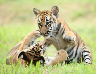 the baby tiger playing with other