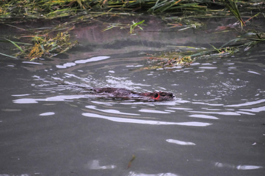 The image of swimming ondatra