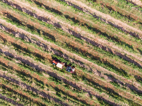 Tractor in vineyard