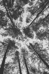 Tops of pine trees in the forest. Monochrome photo.