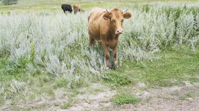 The cow is standing in the grass on a sunny morning, looks forward and banishes the flies a tail