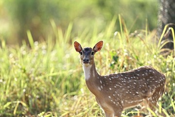 pretty deer landscape