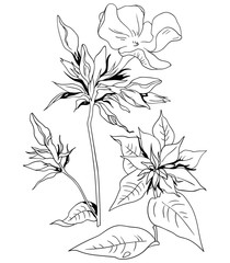 Meadow flowers, contour vector drawings.