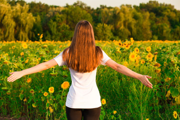 Naklejka na ściany i meble Young woman with long hair in sunflower Field with hands up. Beauty girl outdoors enjoying nature