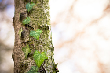 Baum mit Efeu