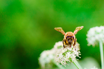 A macro photo of an insect on a plant. Bee on a flower in the summer.
