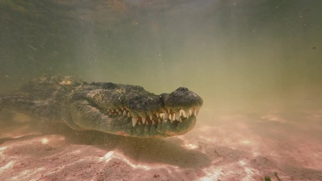 Extreme 4k UHD closeup shot of an american saltwater crocodile in ocean water, waiting for a prey underwater, wildlife nature at shallow depth, a predator in ocean