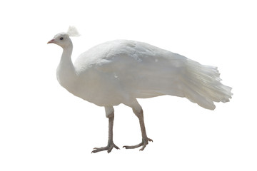 white peacock isolated