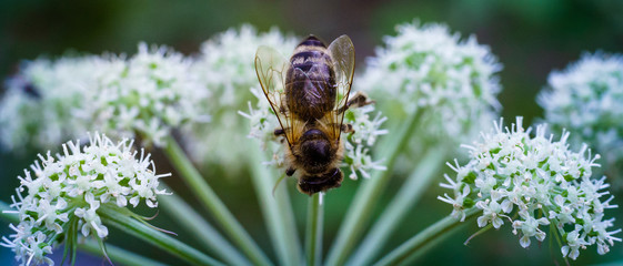A macro photo of an insect on a plant. Bee on a flower in the summer.
