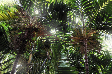 Palm tree in the garden tropical background