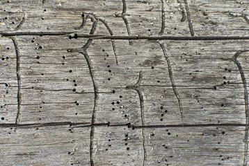 Bark beetle gallery engraving on wood