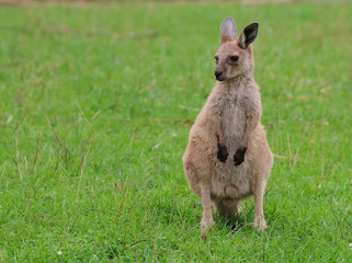 Wallaby in a field
