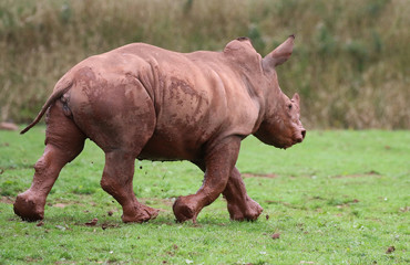 Young Rhinocerous running