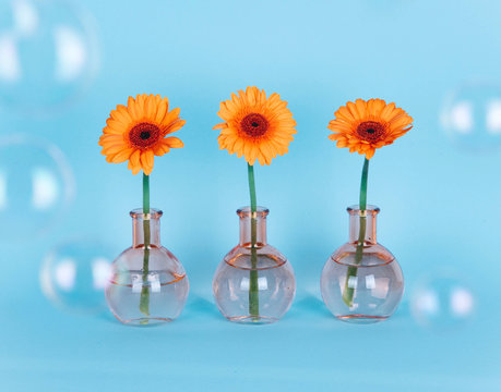 Orange daisy flower in a vase on trendy background.