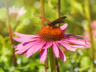 Schmetterling Tagpfauenauge auf der Heilpflanze Sonnenhut