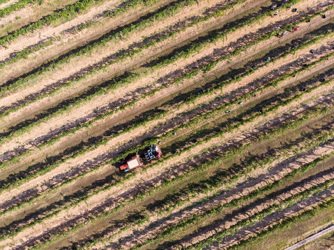Tractor in vineyard