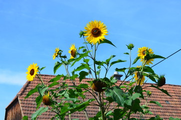 Sonnenblume