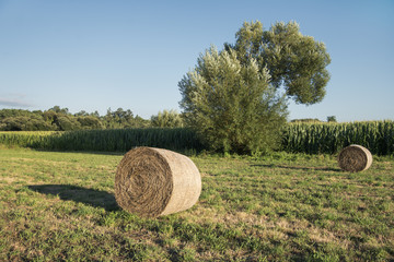 Naklejka na ściany i meble Round bales of hay harvested in a field with corn and trees at the back. Sunny blue sky day. Agricultural landscape.