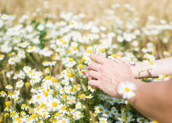 Female hands holding camomiles in field on sunny summer day