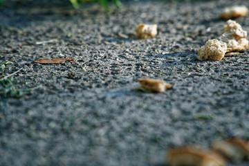 Bread crumbs lies on asphalt, creative concept