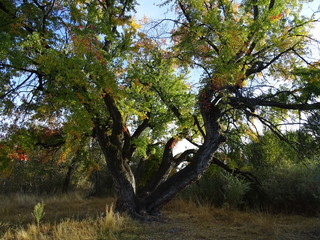 Fall Tree