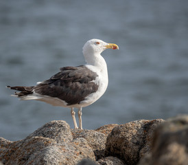 Larus Fuscus