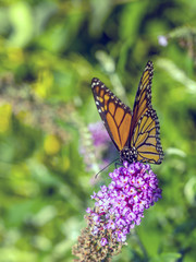  monarch butterfly (Danaus plexippus)