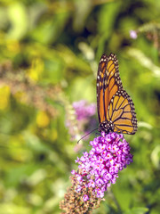  monarch butterfly (Danaus plexippus)