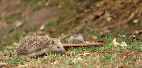 Igel auf Futtersuche im Garten