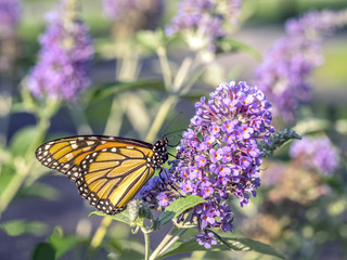  monarch butterfly (Danaus plexippus)