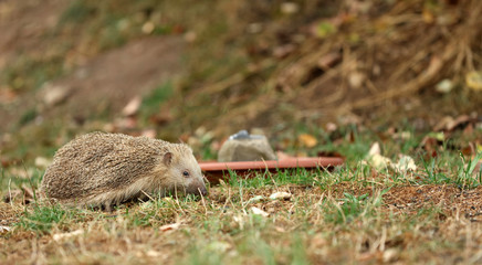 Igel auf Futtersuche im Garten