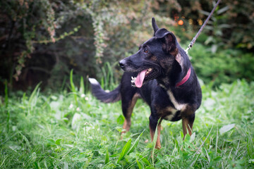 Black dog outdoor in summer forest green lawn grass
