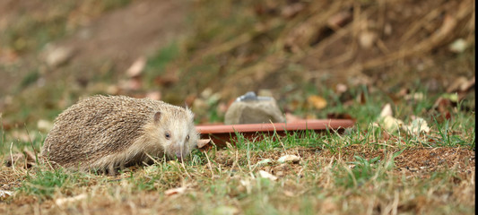 Igel auf Futtersuche im Garten