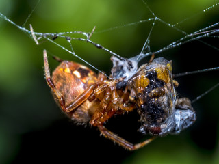 Garden Spider, Araneus diadematus
