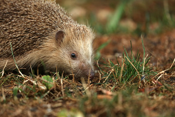 Igel auf Futtersuche im Garten