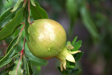 Green raw Pomegranate fruit hanging on the trees in the garden, with a natural background.