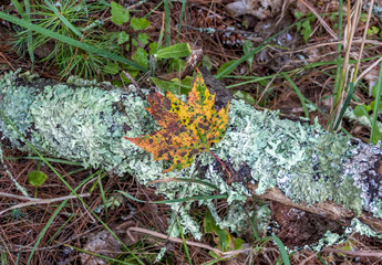 Autumn leaves in forest
