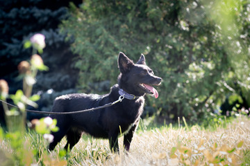 Black dog outdoor in summer forest green lawn grass