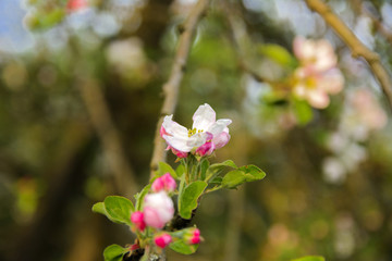Soft focus Apple blossom or white apple tree flower on a tree branch against a blue sky background. Shallow depth of field. Focus on the center of a flower still life
